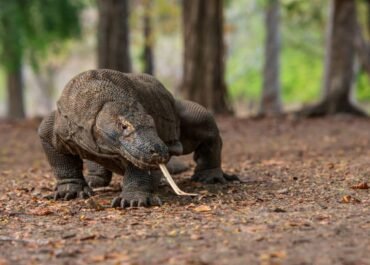 Bikin Emosi! Polisi Gagalkan Penyelundupan Komodo ke Thailand, 3 Pelaku Sindikat Internasional Diringkus
