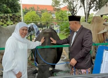 Transformasi Belanja Ternak! Marak Fenomena Kurban Digital, Gubernur Khofifah Sebut Menunjang Penjualan Peternak Lokal