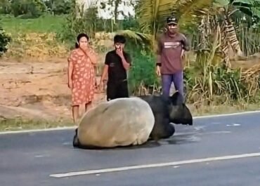 Kronologi Pembunuhan Tapir di Mesuji: Mati Ditombak, Daging Dibagikan ke Warga