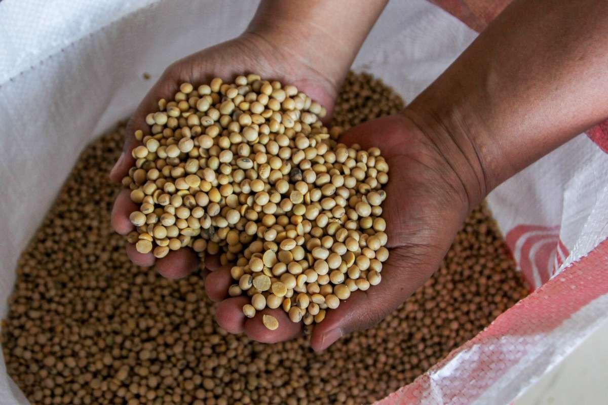 Kementan Ungkap Penyebab Harga Kedelai Mahal, Produksi Dalam Negeri Masih Terbatas