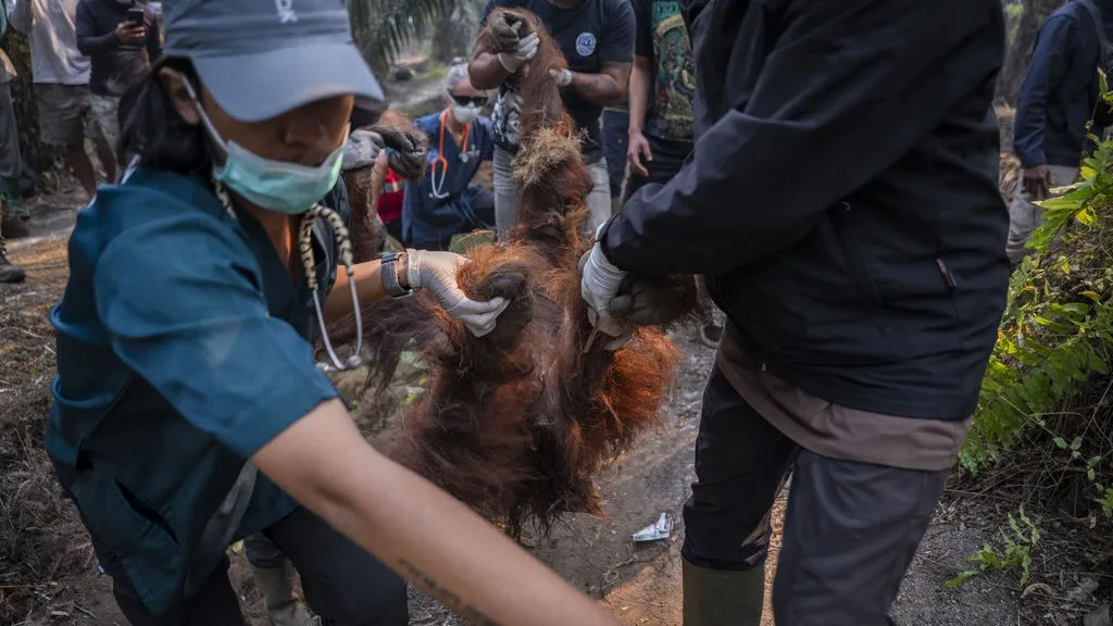 Kemenhut Selamatkan 232 Satwa Liar Terdampak Karhutla di Enam Provinsi