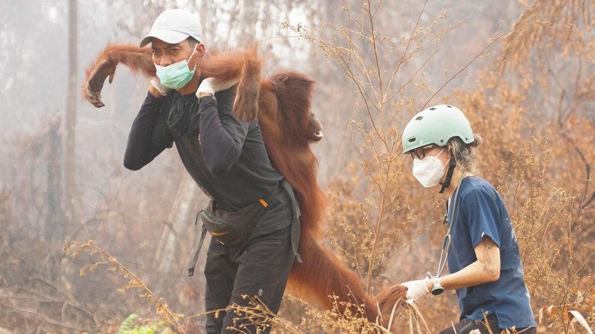 46 Orangutan Diselamatkan dari Karhutla di Kalimantan Barat