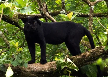 Aksi Mbah Sugini Usir Macan Kumbang Pakai Sandal, Satwa Liar Masuk Rumah Warga